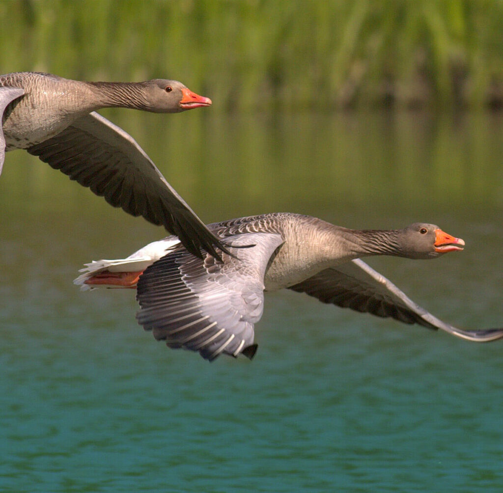 AccuQuilt Dies and project-Put your foot down #77 - For the love of geese