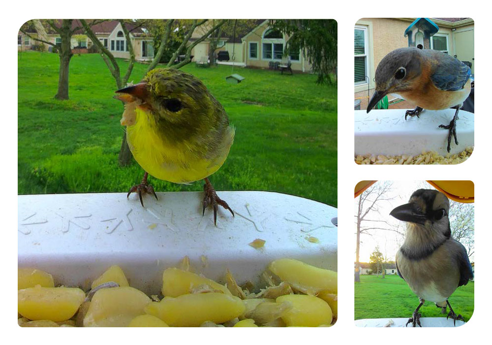 Introducing… Bird Buddy! - Meadowood